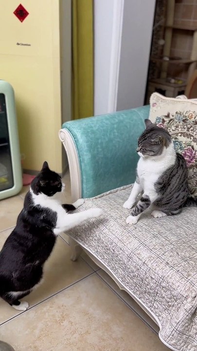 Cats Fighting Each Other | Cat Funny Moments | Cute Pets | Funny Animals #animals #pets  #catvideos