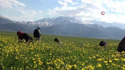 Sarı çiçeklerle renklenen Yüksekova'da mest eden görüntü