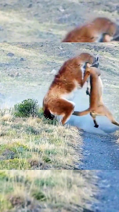 Most Amazing Big Cats Hunting Attack Compilation Cheetah Lions Jaguar Leopard