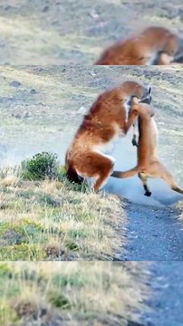 Most Amazing Big Cats Hunting Attack Compilation Cheetah Lions Jaguar Leopard