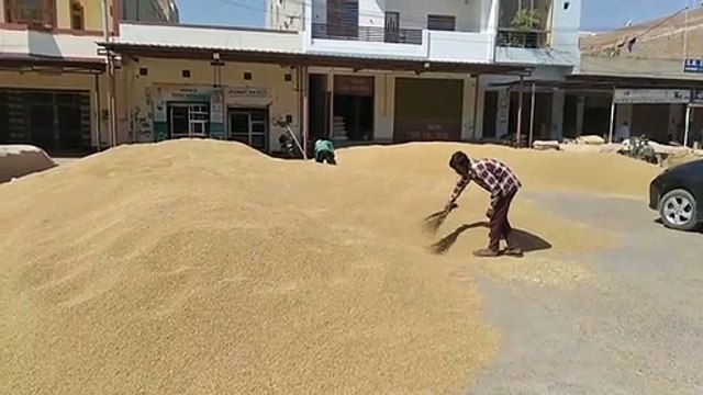 Government procurement of wheat continues, payment of forty crores