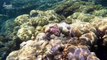 Diver Captures the Moment Coral Begin Spawning in the Waters Around Japan