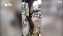 Close Call Encounter With Bear Caught on Camera