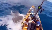 Il video mozafiato dello squalo tigre che attacca un kayak
