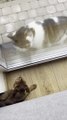 Stray Cat Attempts to Attack Pet Cat Through Glass Window