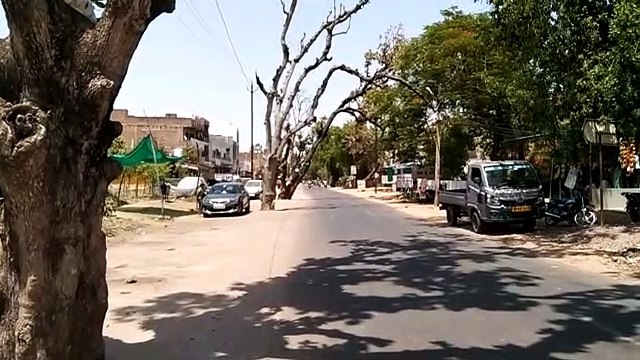 Even after the trees are dry, the department is not trying to cut