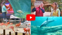 SeaWorld Abu Dhabi, UAE’s first dedicated marine life theme park
