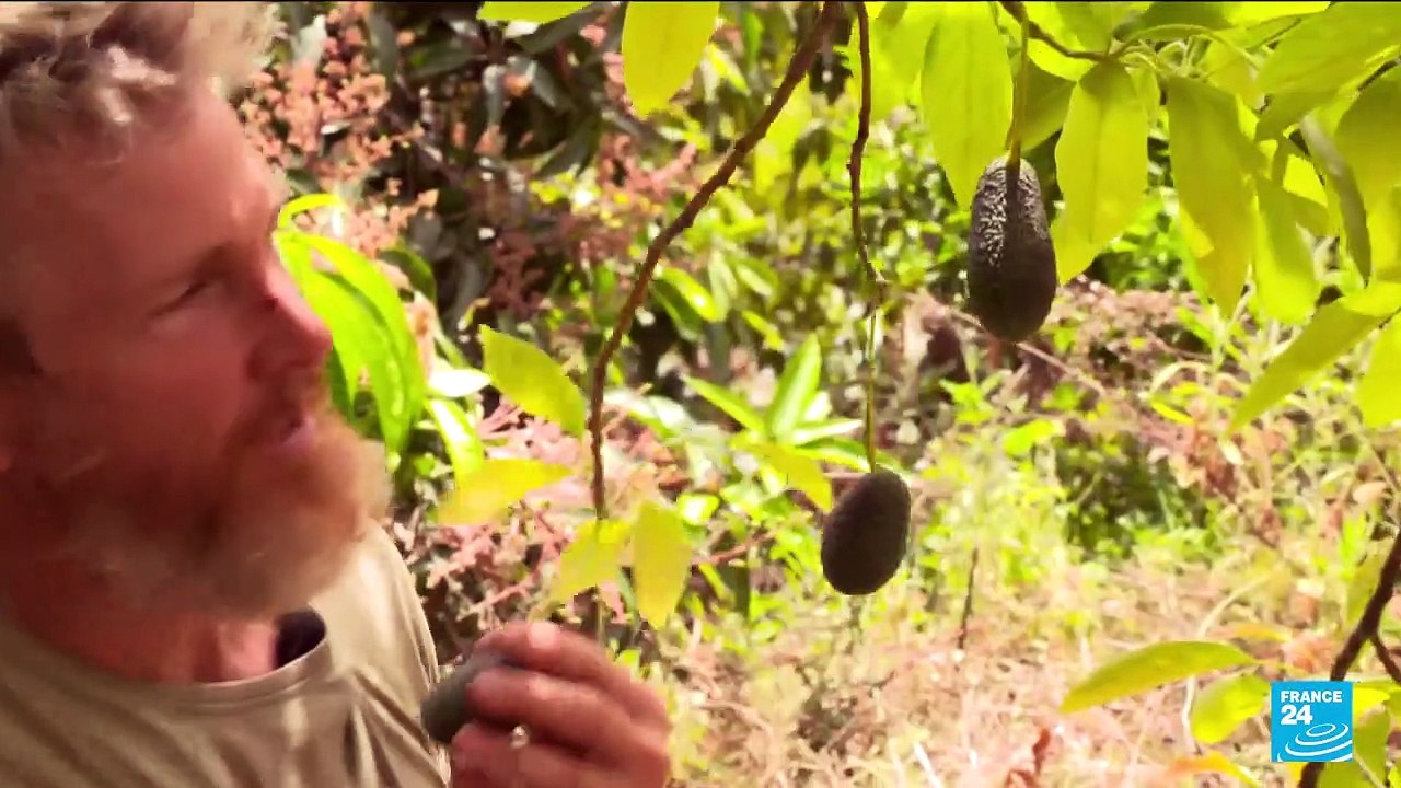 Sécheresse intense en Espagne : la culture d'avocats épuise les ressources