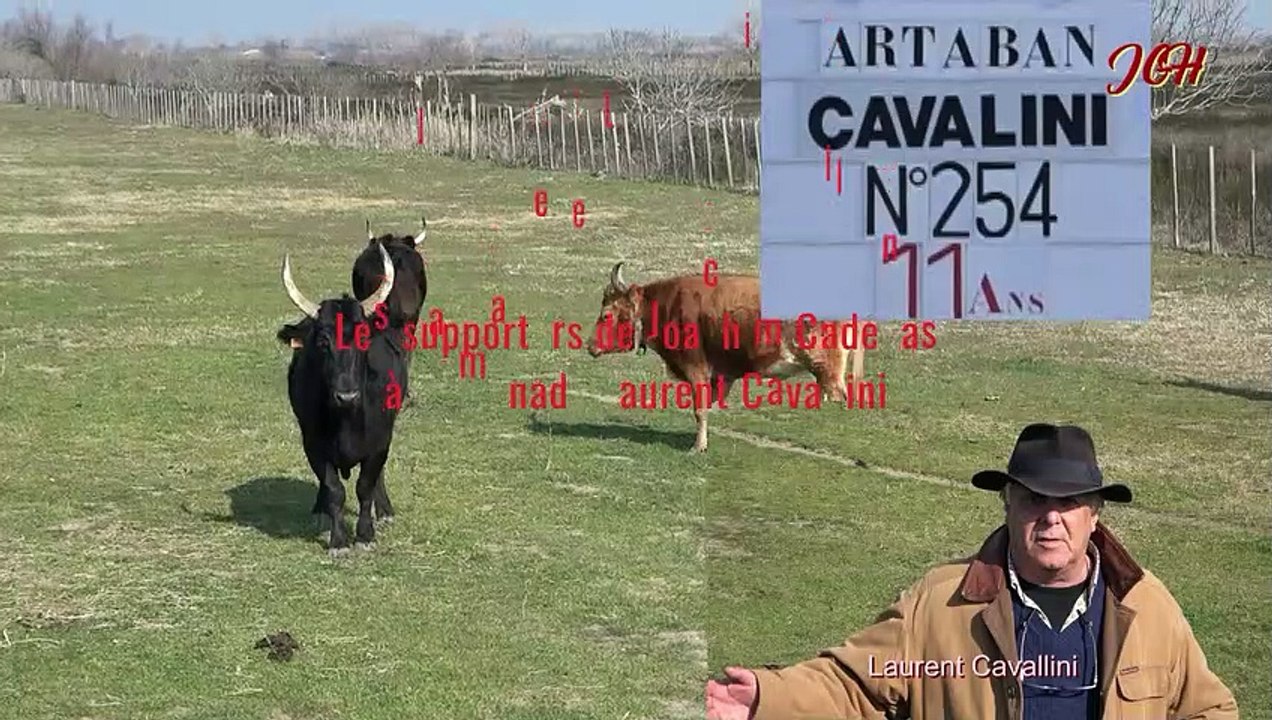 Manade Cavallini
