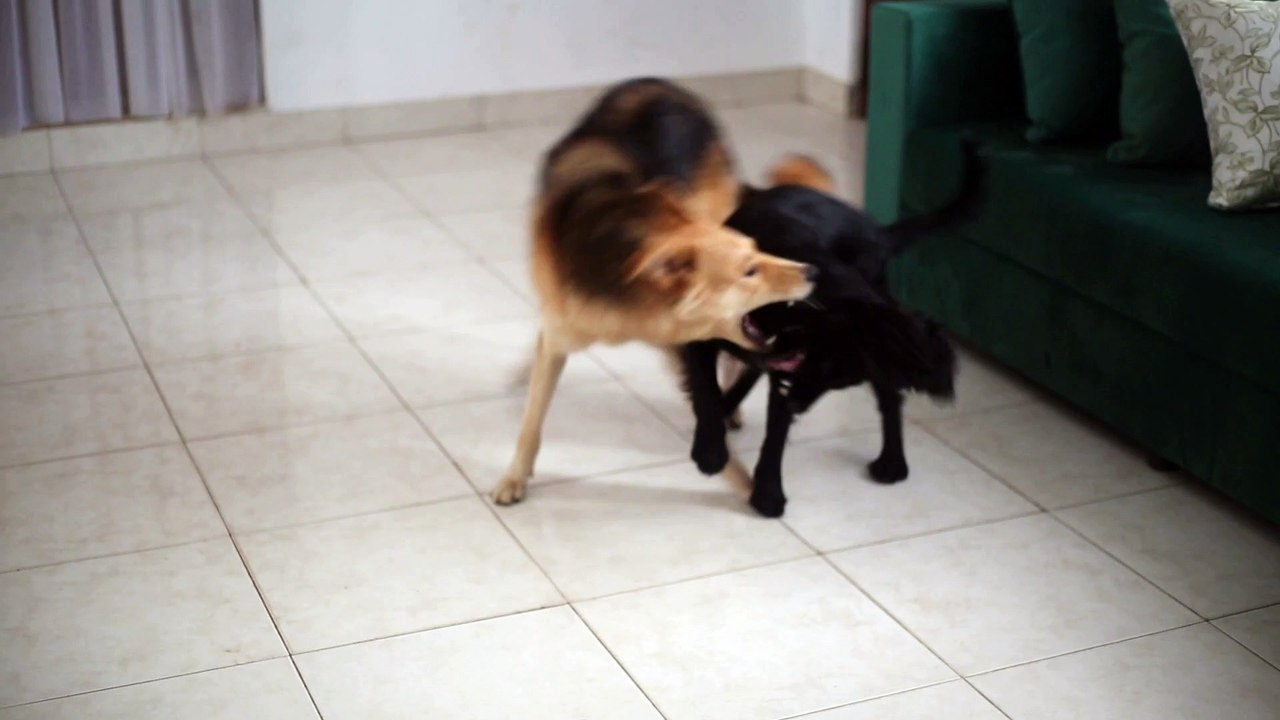Dogs Funny