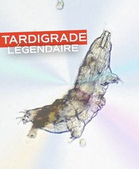 Un tardigrade au microscope ! #science