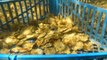 Se necesitan 60 millones de ostras para regenerar el Mar Menor
