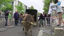 Greenpeace Alman parlamentosunun önünde inek otlattı