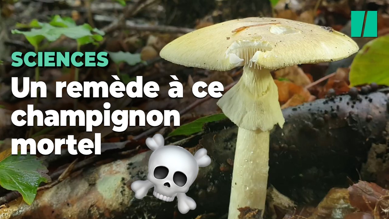 Ce colorant serait le remède contre le champignon mortel présent partout en France