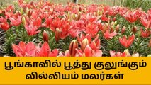 கொடைக்கானல் பூங்காவில் பூத்துக் குலுங்கும் லில்லியம் மலர்கள்