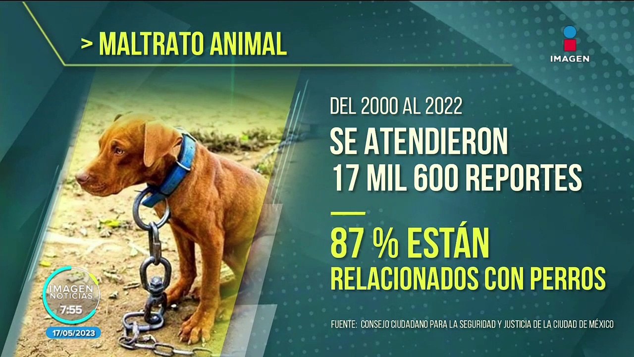 Maltrato animal en CDMX: Impulsan iniciativa para endurecer sanciones