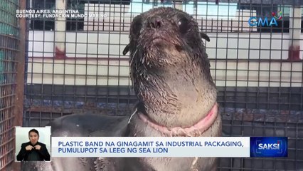 Plastic band na ginagamit sa industrial packaging, pumulupot sa leeg ng Sea Lion | Saksi