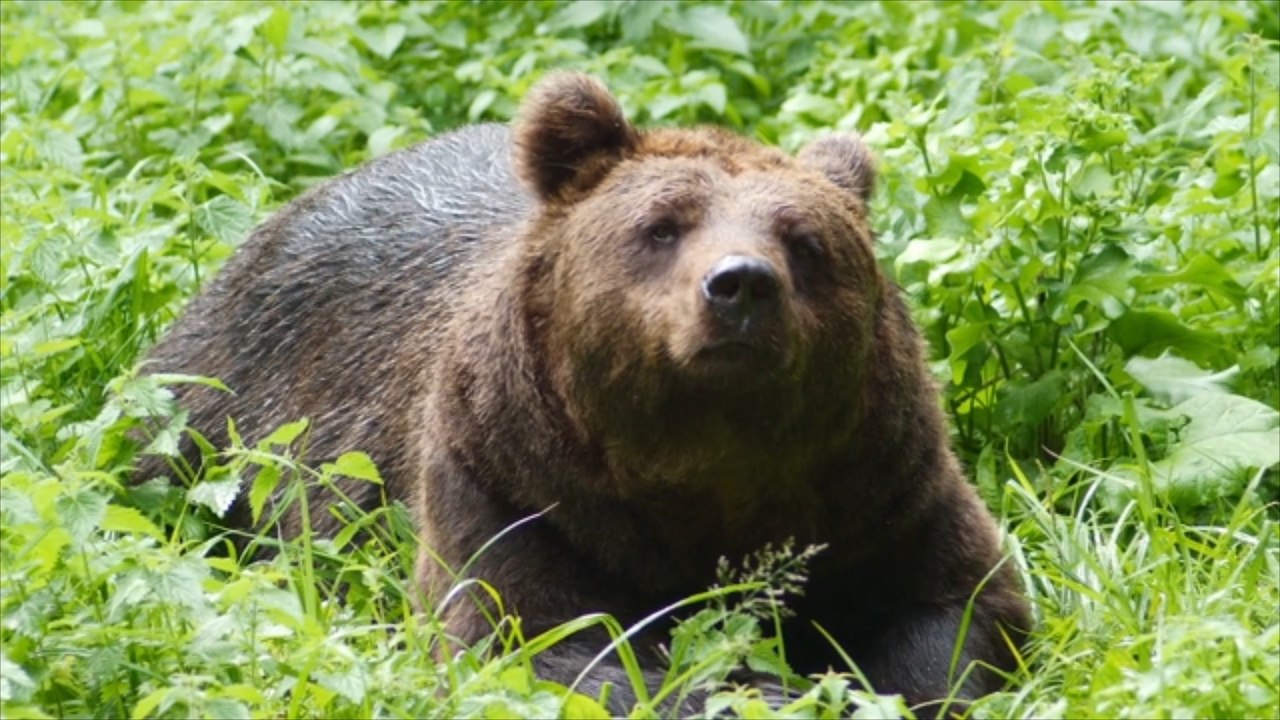 Nach Bärensichtung: Enorme Verkaufszahlen von Pfefferspray