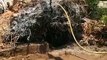 हवा-तूफान से गिरा 100 साल पुराना पीपल का पेड़, पिता की याद में जेब खर्च से बच्चों ने बचाया