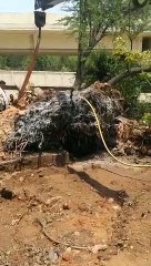 हवा-तूफान से गिरा 100 साल पुराना पीपल का पेड़, पिता की याद में जेब खर्च से बच्चों ने बचाया