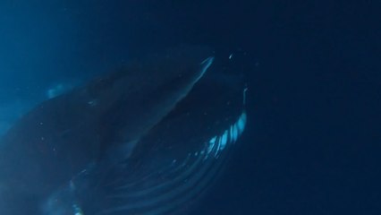 THAT WAS TOO CLOSE! Amazing whale encounter left diver in danger!