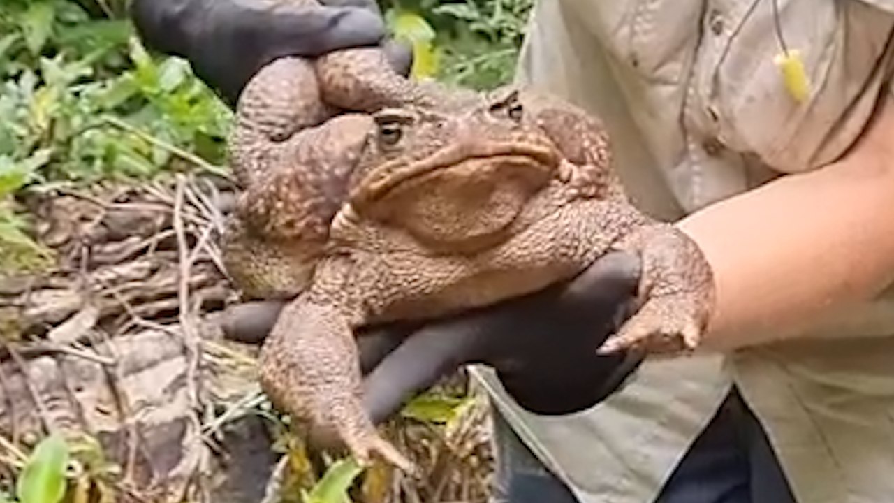 THE BIGGEST TOAD EVER?? This Monster weighs 2.7KG! - video Dailymotion