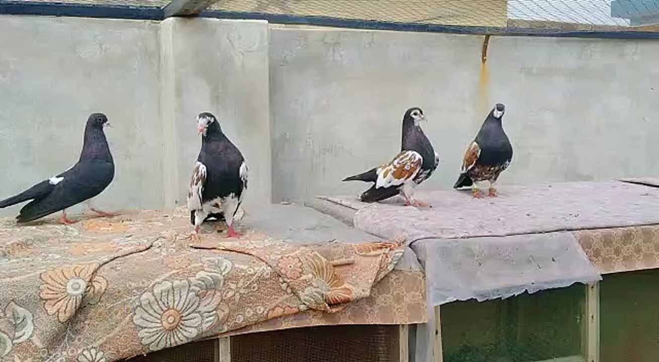 Pegions Birds colorful Beauty