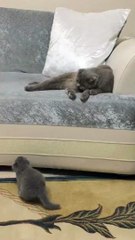 Scottish Fold and Her Baby