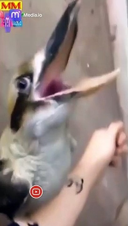 مقاطع مضحكة بتأثيرات ساحرة تجربة فريدة من نوعها!