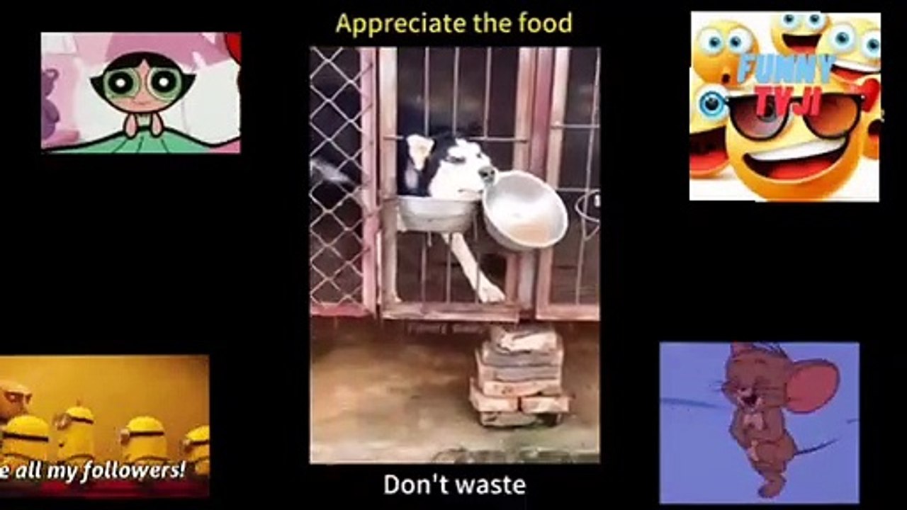 FUNNIEST ANIMALS 4