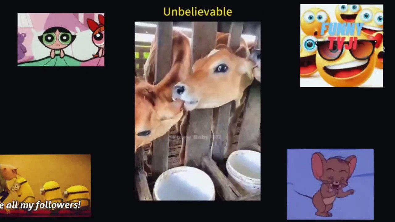 FUNNY ANIMALS 44