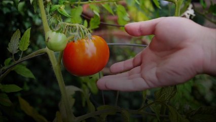 How To Use A Tomato Cage