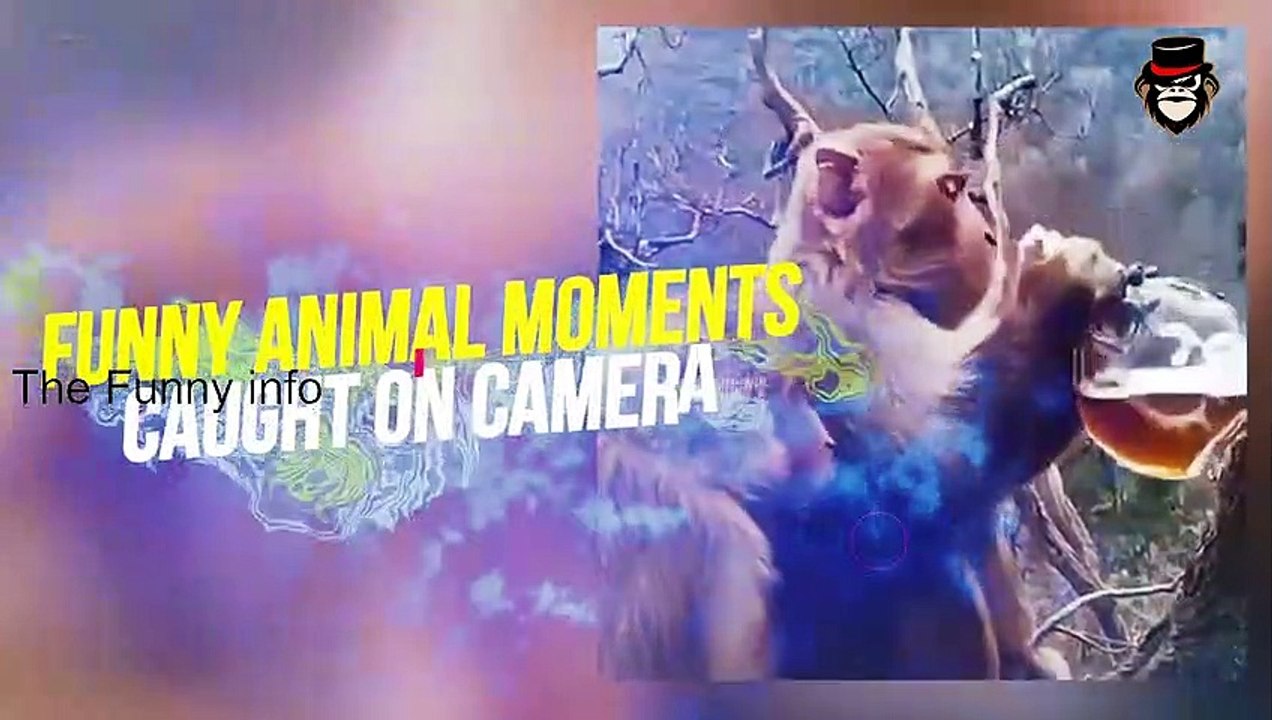 পশুদের মজার কর্মকান্ড ক্যামেরায় ধরা পড়া - Funny Animals Video 2022 (Part-1) - mayajaal