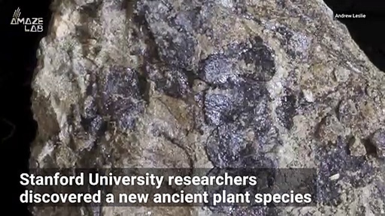 Learn More About The Evolution of Plants From This Extremely Old Plant Fossil