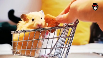 পশুদের মজার কর্মকান্ড ক্যামেরায় ধরা পড়া - Funny Animals Video 2022 (Part-3)