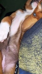 I'm Not Moving From This Chair Ever Again