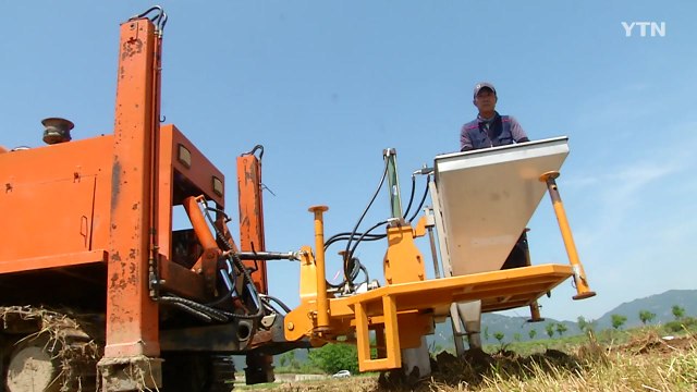 [녹색] 땅에 왕겨 묻는 배수 신기술...논에 심은 밭작물 '쑥쑥' / YTN