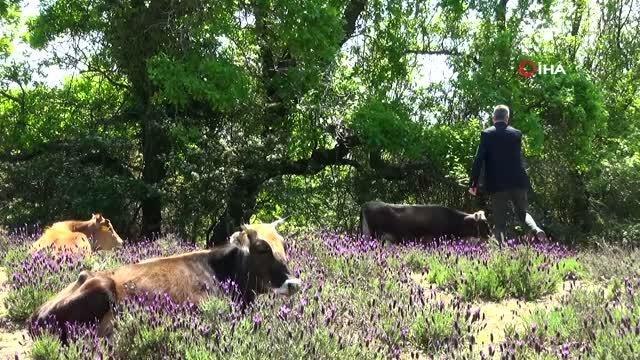 Karacabey'de Longoz ormanlarında görsel şölen