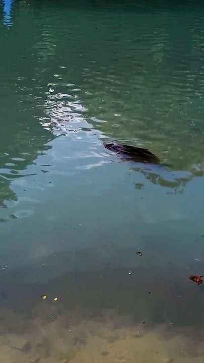 Parc du château de Vizille   Musée de la Révolution française Domaine de Vizille #vizille #france  (25)