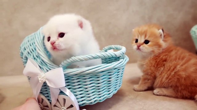 Day 20 _ Cute Baby Kittens of Different color in beautiful prams _
