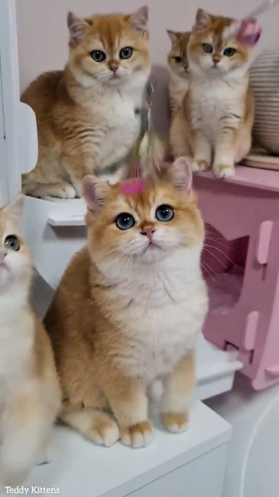 Five Тeddy Kittens  So cute