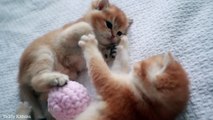 Fight between Messi and Ronaldo for the ball ⚽ British Shorthair kittens