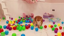 Fluffy British Shorthair cats playing with balls