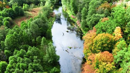 Nature's Serenade - Ambient Sounds for Calmness