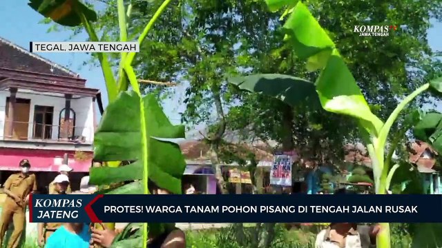 Protes! Warga Tanam Pohon Pisang di Tengah Jalan Rusak