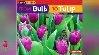 From Bulb To Tulip | How A Tulip Flower Grows