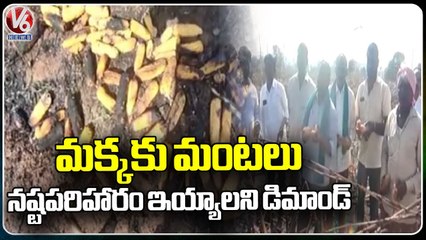 Massive Fire Catch Maize Crop, Congress Leaders Visit The Field | V6 News
