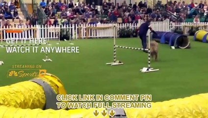 Live'StrEam!! - World Agility Open 2023 | Ermelo, LIVE! **