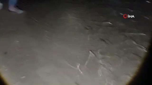 Van'da kaçak avlanan 150 kilo inci kefali ele geçirildi