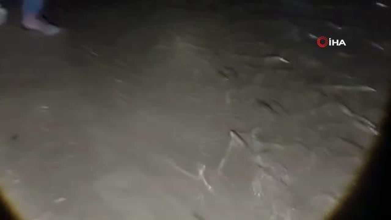 Van'da kaçak avlanan 150 kilo inci kefali ele geçirildi